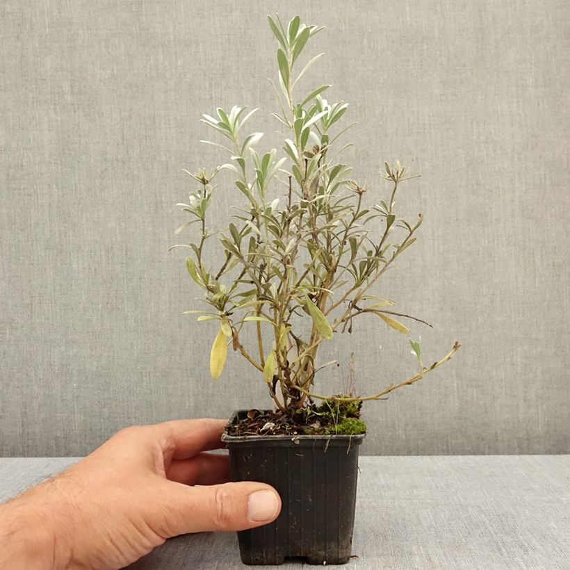 Example of Convolvulus cneorum - Liseron argenté Godet de 8/9 cm as you get in ete