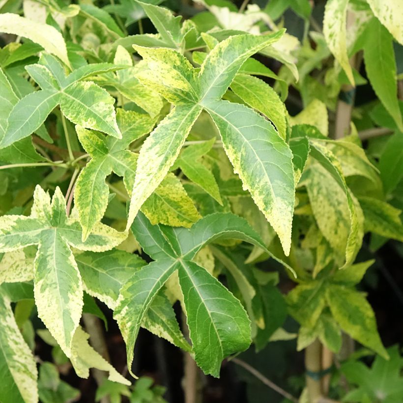 Copalme d'Amérique Aurora - Liquidambar styraciflua (Foliage)