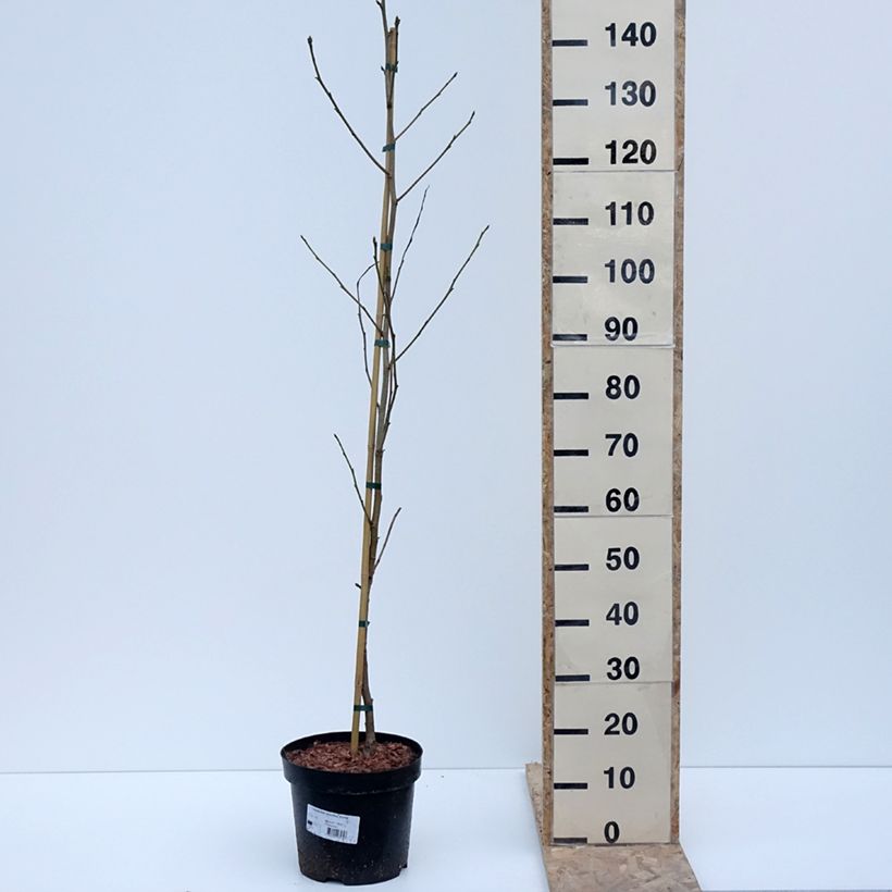 Example of Copalme d'Amérique Aurora - Liquidambar styraciflua Pot de 4L/5L as you get in hiver
