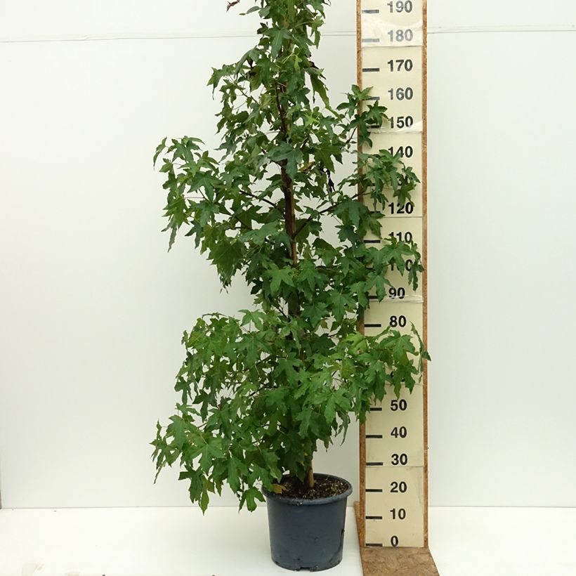 Example of Copalme d'Amérique - Liquidambar styracyflua Stella Pot de 12L/15L as you get in ete