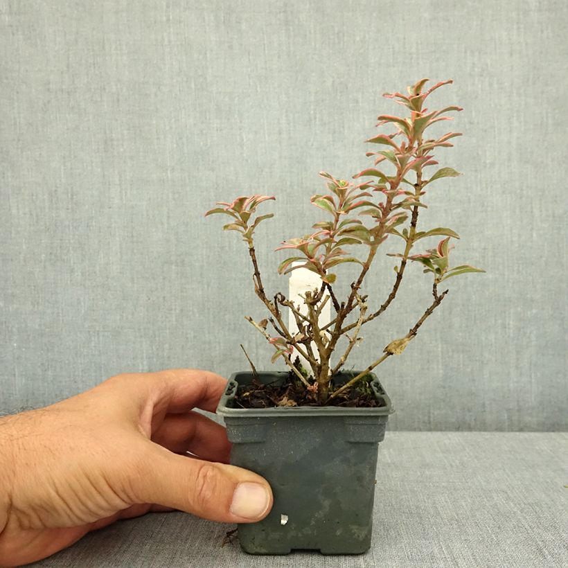Example of Coprosma (x) repens Fire Burst Godet de 8/9 cm as you get in ete