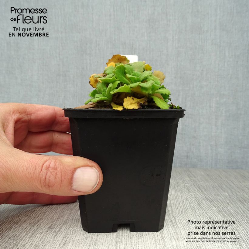 Example of Corbeille d Argent, Arabis Caucasica Bakkely Godet de 8/9 cm as you get in automne