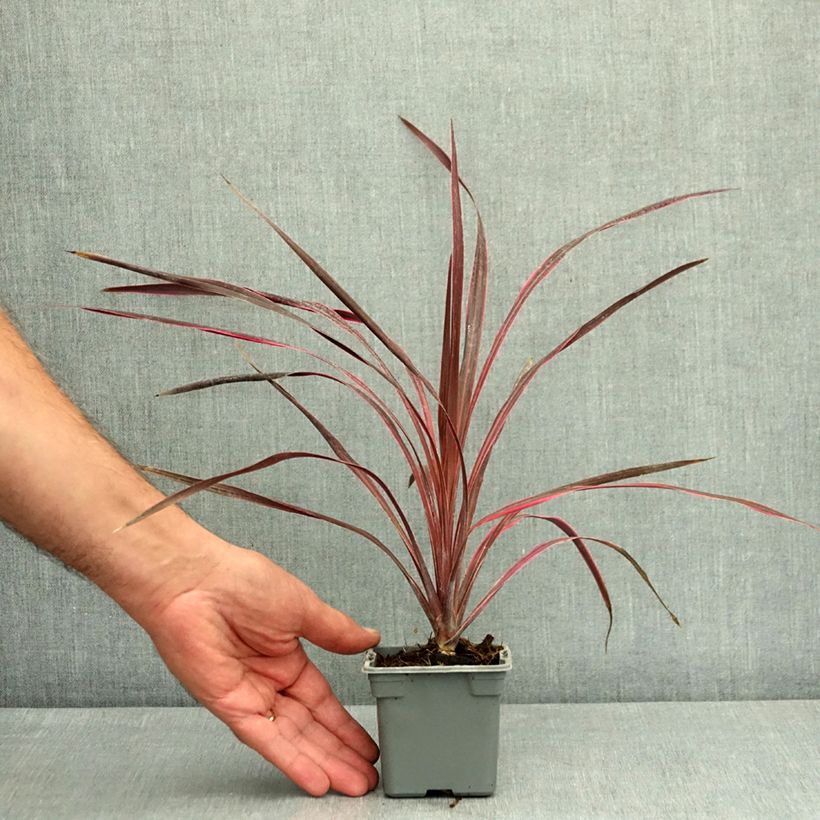Example of Cordyline australis Cherry Sensation Godet de 8/9 cm as you get in ete
