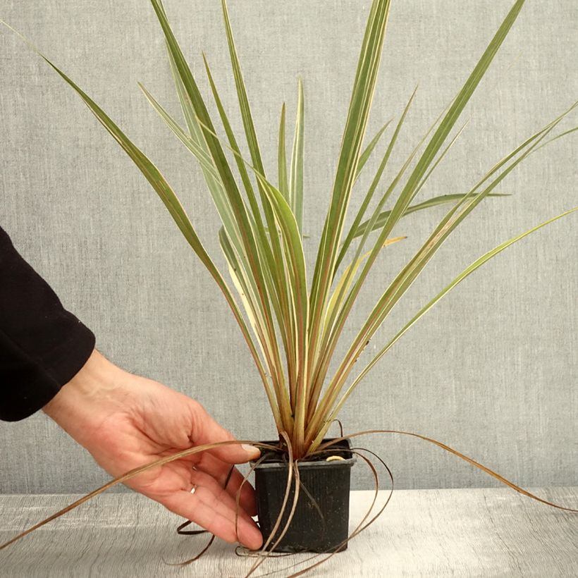 Example of Cordyline australis Fantasy Godet de 8/9 cm as you get in automne