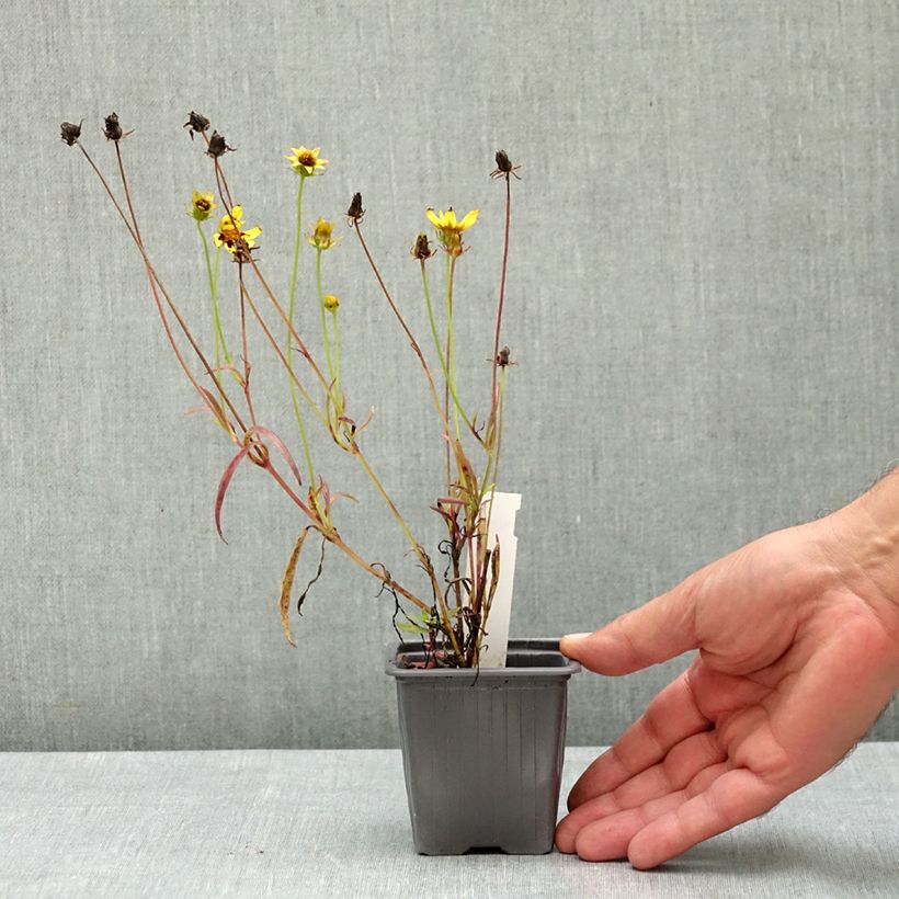 Example of Coreopsis Cosmic Eye Godet de 8/9 cm as you get in ete