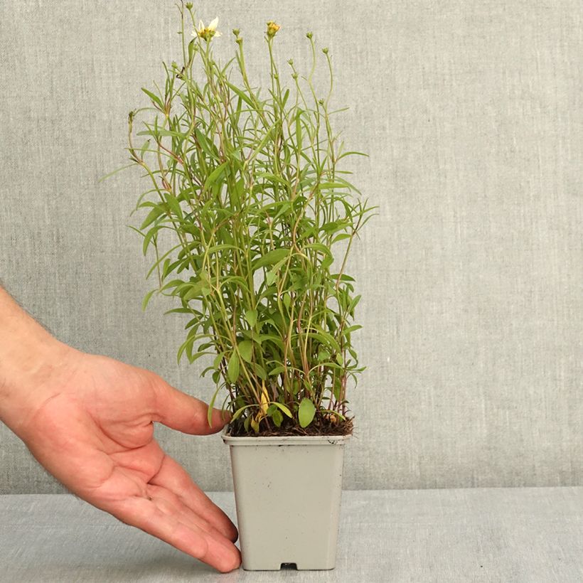 Example of Coreopsis Fool's Gold Godet de 8/9 cm as you get in ete