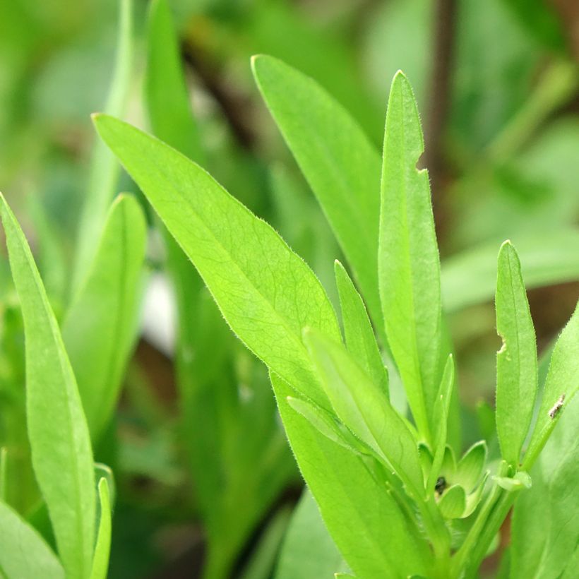 Coreopsis grandiflora Solar Fancy (Foliage)