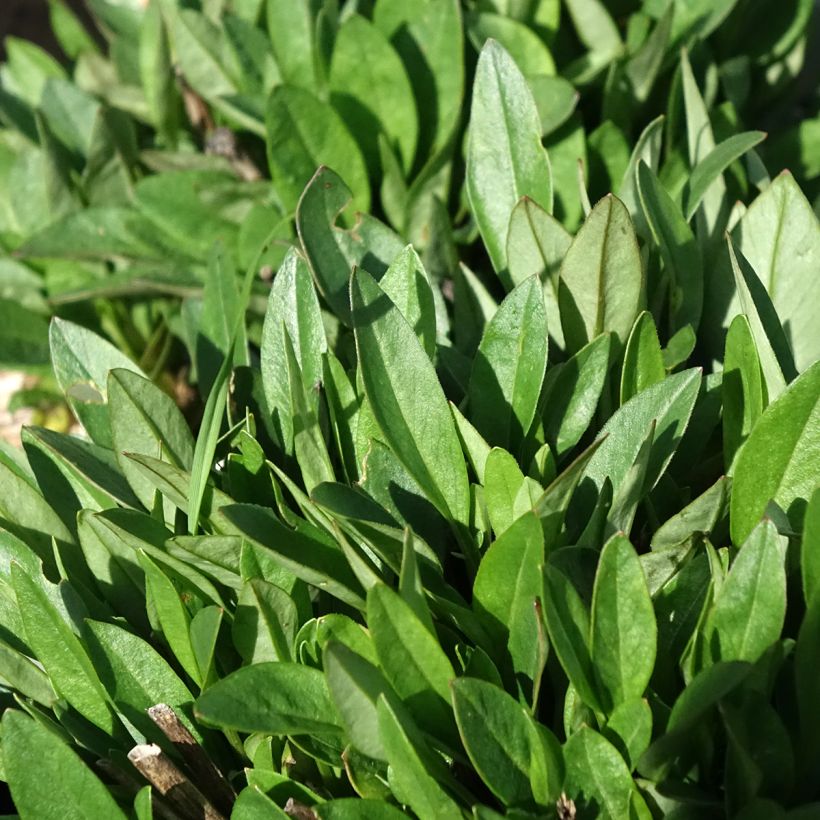Coreopsis grandiflora Solar Jewel (Foliage)