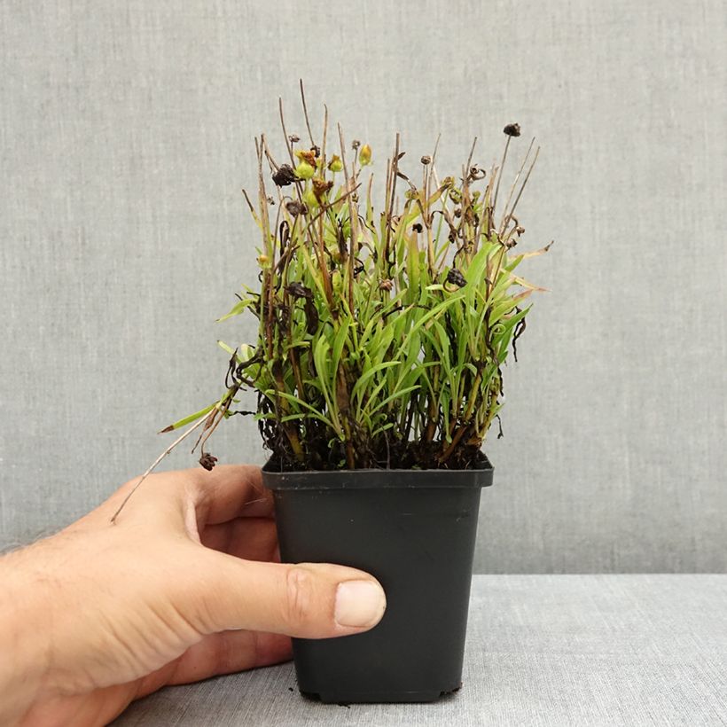 Example of Coreopsis grandiflora Sunkiss - Coréopsis à grandes fleurs simples Godet de 8/9 cm as you get in ete