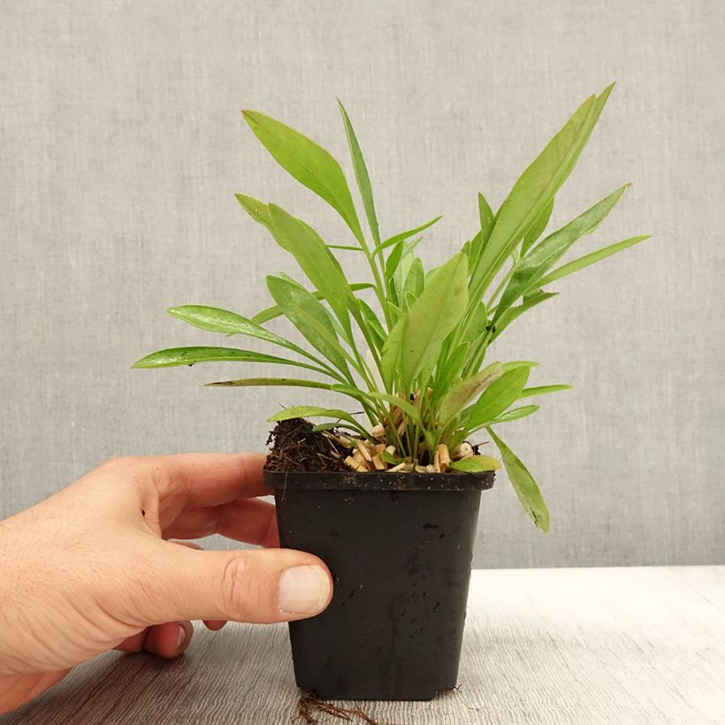 Example of Coreopsis lanceolata Baby Gold Godet de 8/9 cm as you get in automne