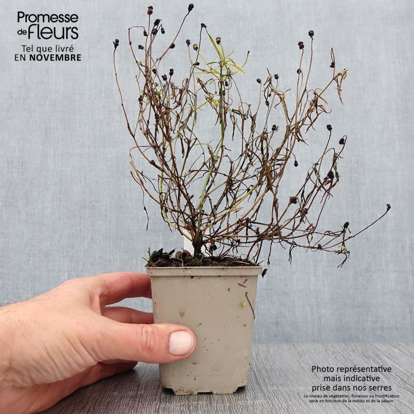 Example of Coreopsis Limerock Passion - Coreopsis hybride Godet de 8/9 cm as you get in automne