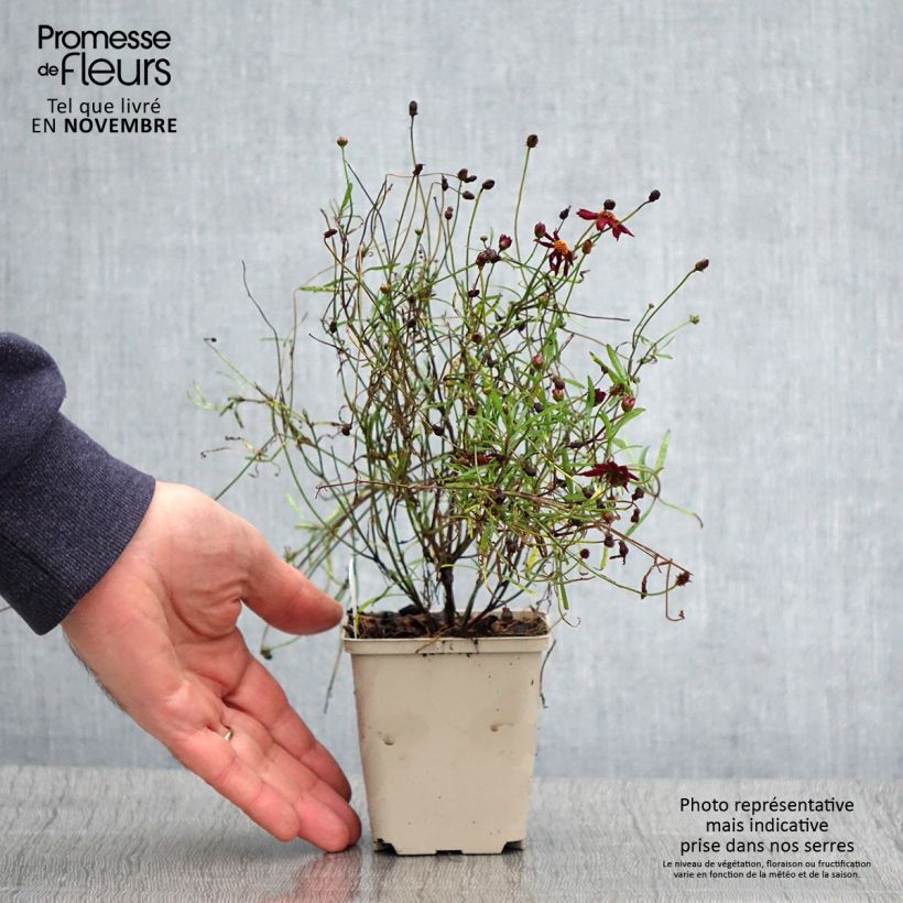 Example of Coreopsis Limerock Ruby - Coreopsis rose Godet de 8/9 cm as you get in automne
