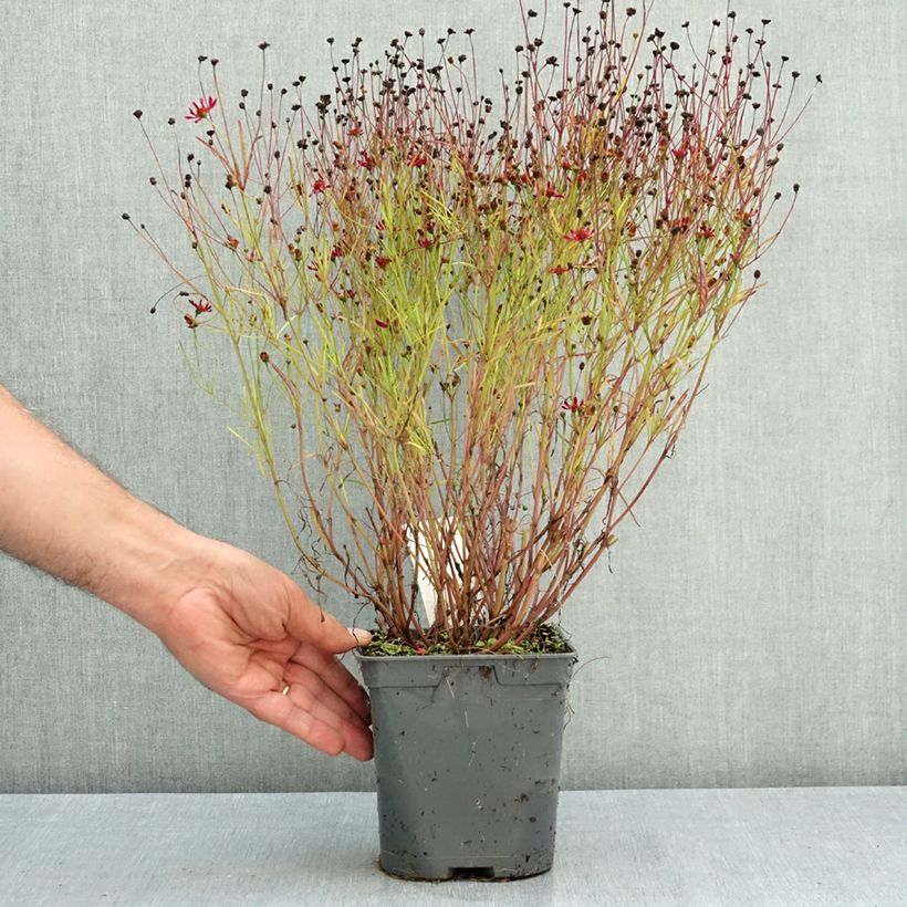 Example of Coreopsis Limerock Ruby - Coreopsis rose Pot de 2L/3L as you get in ete
