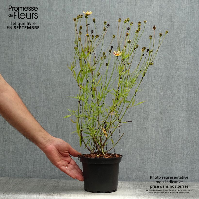 Example of Coreopsis Redshift Pot de 2L/3L as you get in automne