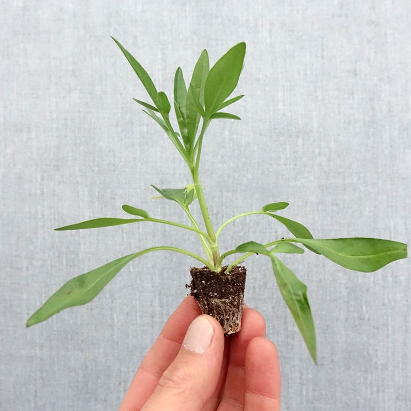 Example of Coreopsis Uptick Red Mini-motte Ø 3/4 cm as you get in printemps