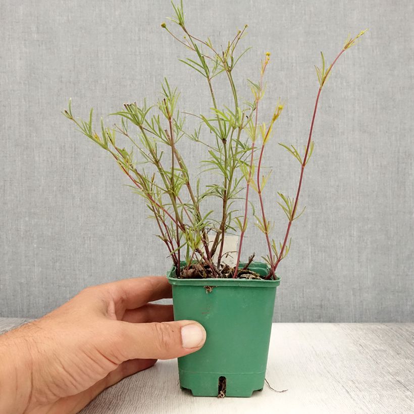 Example of Coreopsis verticilata Sunbeam Godet de 8/9 cm as you get in ete