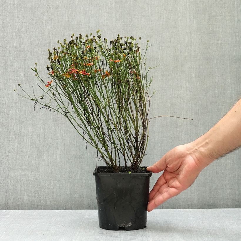 Example of Coreopsis verticillata Ladybird - Coréopsis verticillé Pot de 1,5L/2L as you get in ete