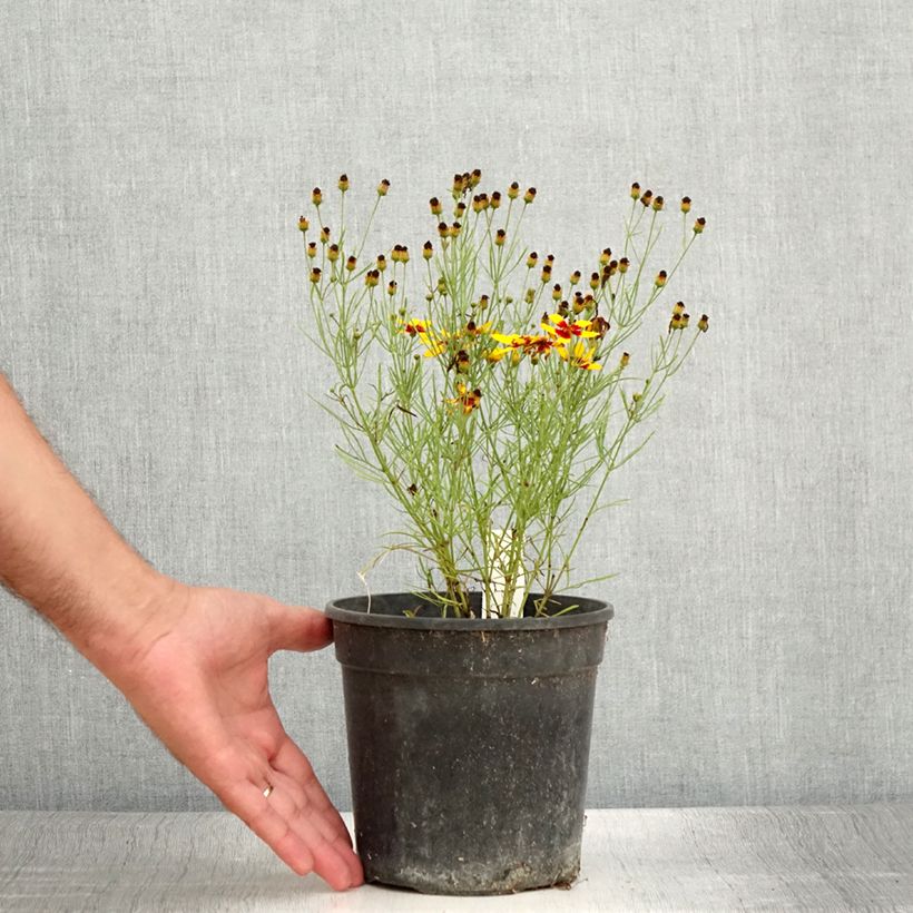 Example of Coreopsis verticillata S&S Curry Up - Coreopsis verticillé Pot de 2L/3L as you get in ete
