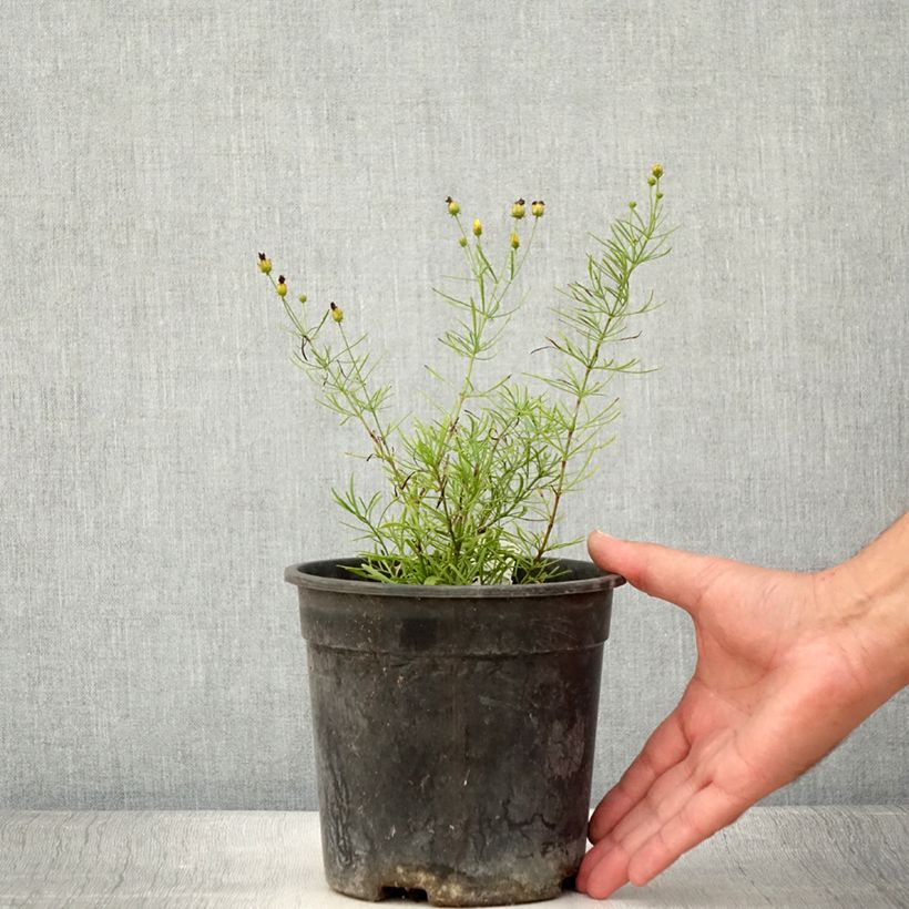 Example of Coreopsis verticillata S&S Sassy Saffron - Coréopsis verticillé Pot de 2L/3L as you get in ete