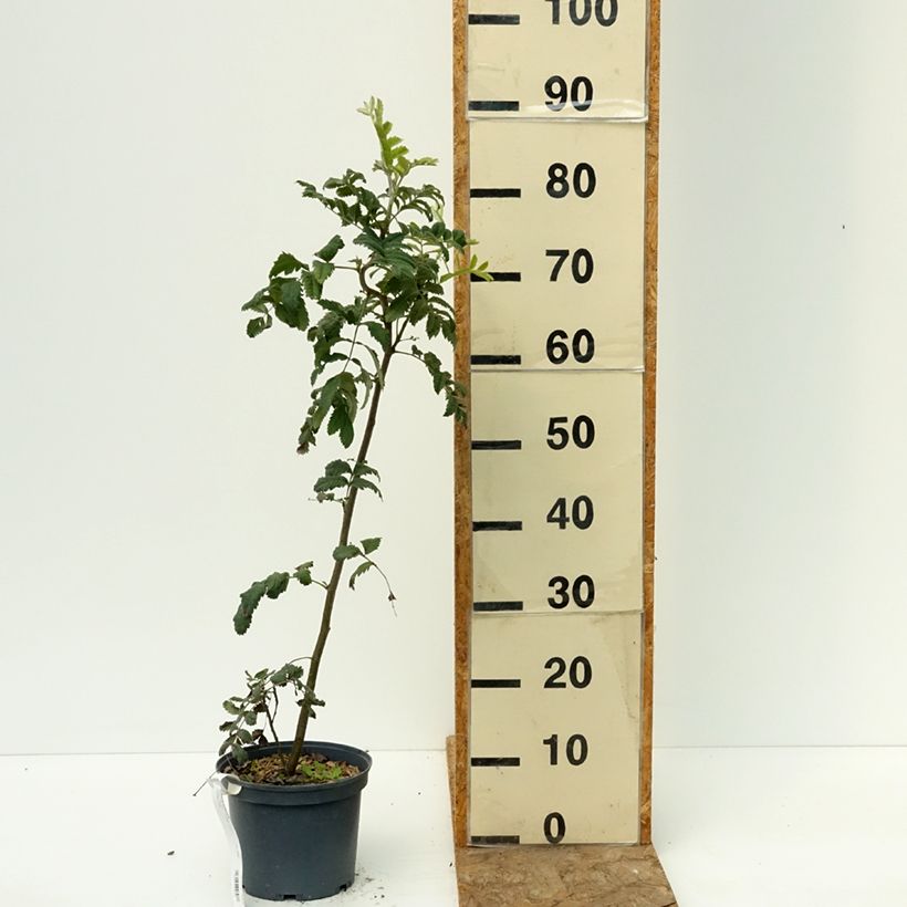 Example of Cormier, Sorbier domestique - Sorbus domestica Pot de 3L/4L as you get in ete