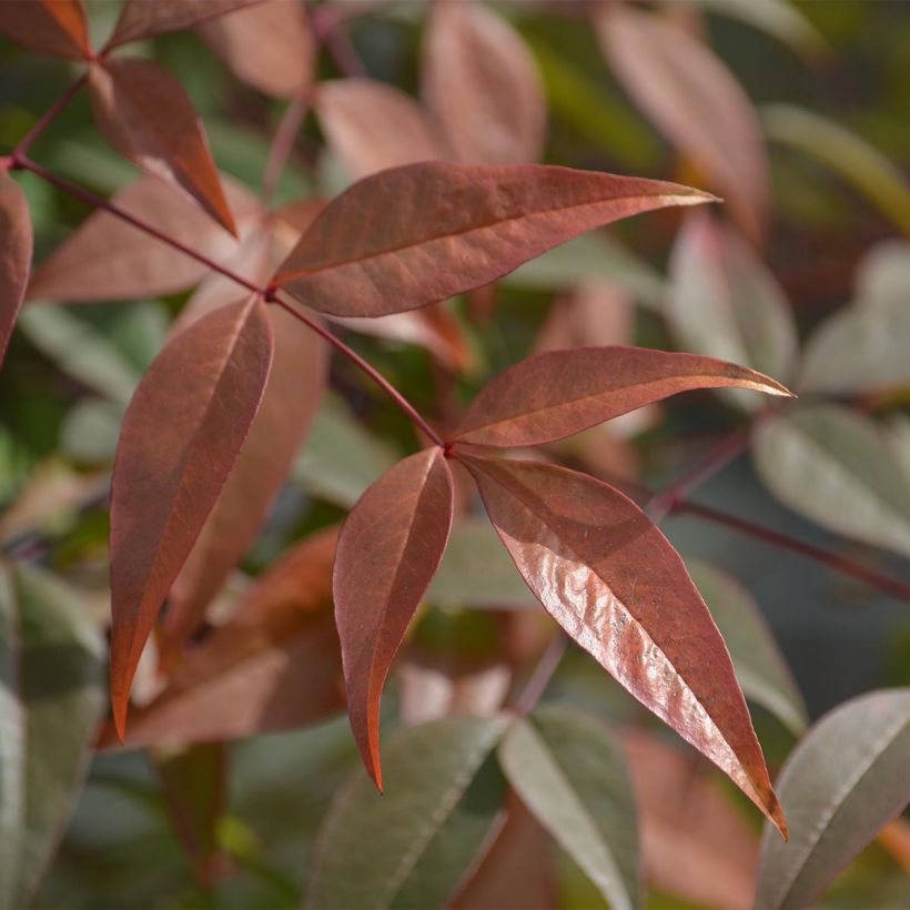 Cornus alba Kesselringii - Cornouiller blanc à bois brun violacé (Foliage)