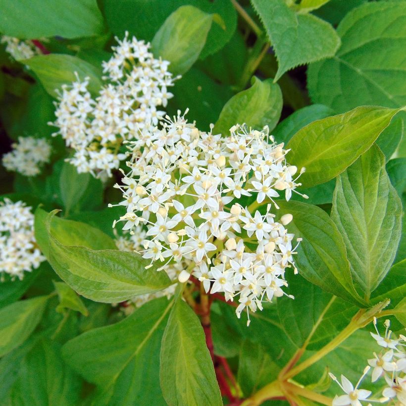 Cornus alba Baton Rouge - Cornouiller blanc à bois rouge (Flowering)