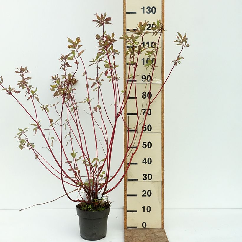 Example of Cornus alba Spaethii - Cornouiller blanc à feuillage panaché Pot de 4L/5L as you get in ete