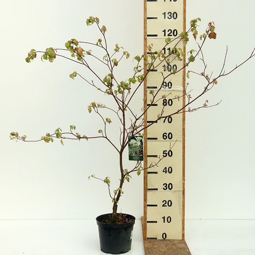 Example of Cornus alternifolia Silver Giant - Cornouiller à feuilles alternes Pot de 4L/5L as you get in ete