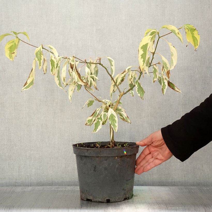 Example of Cornus controversa Gold Star - Cornouiller des Pagodes Pot de 4L/5L as you get in automne