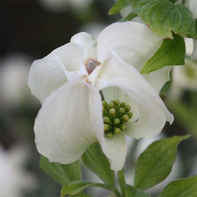 Cornus florida Cloud Nine - Cornouiller à fleurs d'Amérique. (Flowering)