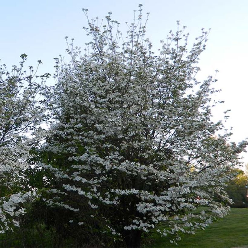 Cornus florida Cloud Nine - Cornouiller à fleurs d'Amérique. (Plant habit)