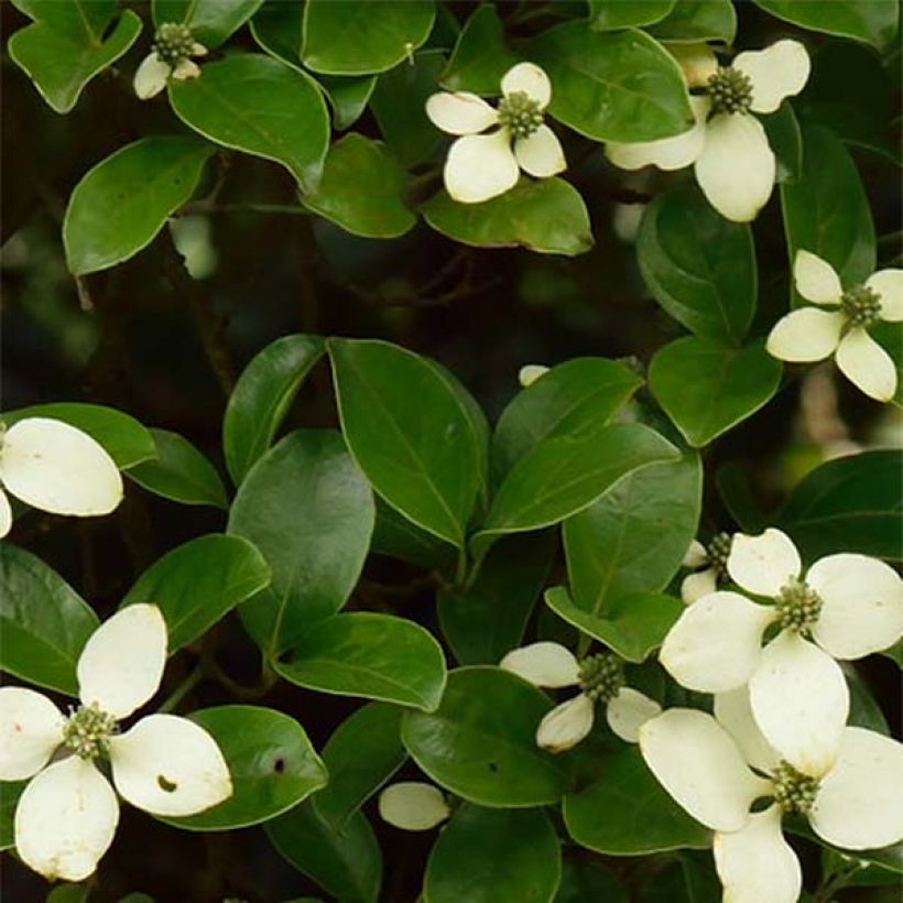 Cornus hongkongensis (Foliage)