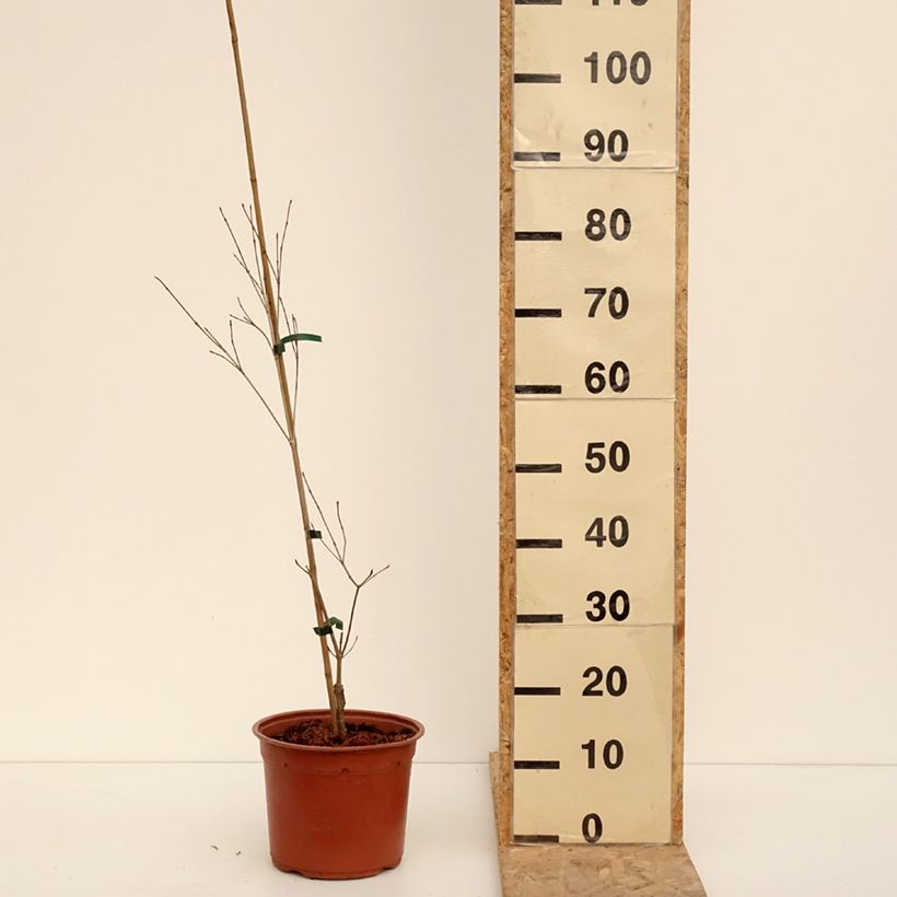 Example of Cornus kousa Beni-fuji - Cornouiller du Japon Pot de 4L/5L as you get in hiver