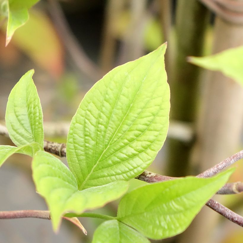 Cornus kousa Blooming Merry Tetra - Cornouiller hybride (Foliage)