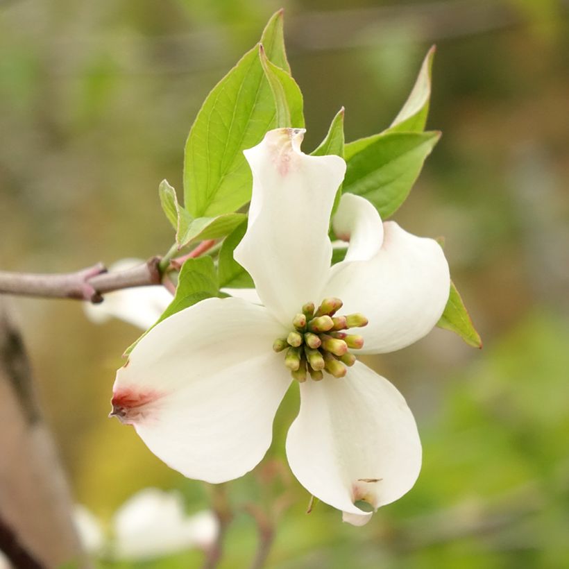 Cornus kousa Blooming Merry Tetra - Cornouiller hybride (Flowering)