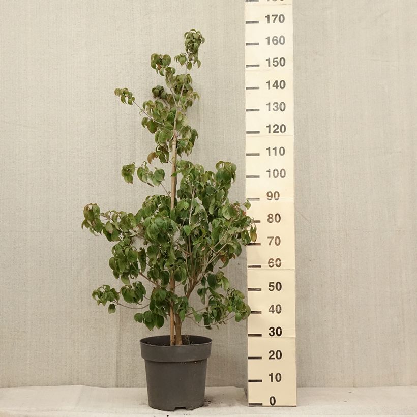 Example of Cornus kousa Blooming Merry Tetra - Cornouiller hybride Pot de 7,5L/10L as you get in ete