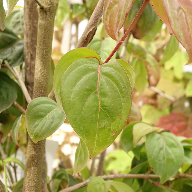 Cornus kousa Blooming Pink Tetra - Cornouiller hybride (Foliage)
