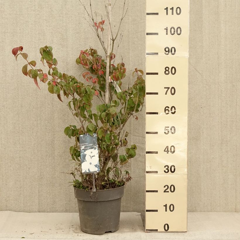 Example of Cornus kousa Blooming Pink Tetra - Cornouiller hybride Pot de 7,5L/10L as you get in automne