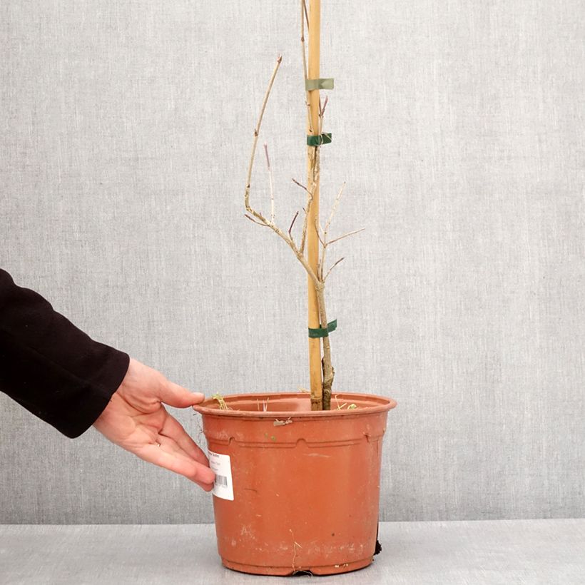 Example of Cornus kousa Bonfire - Cornouiller du Japon Pot de 4L/5L as you get in hiver