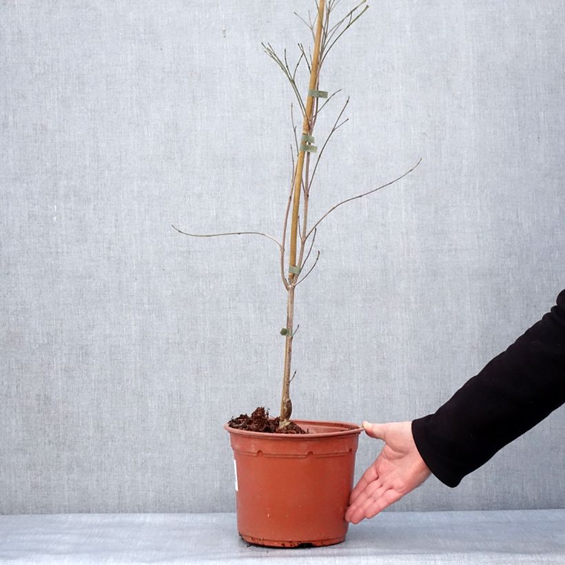 Example of Cornus kousa Cappuccino - Cornouiller du Japon Pot de 4L/5L as you get in hiver