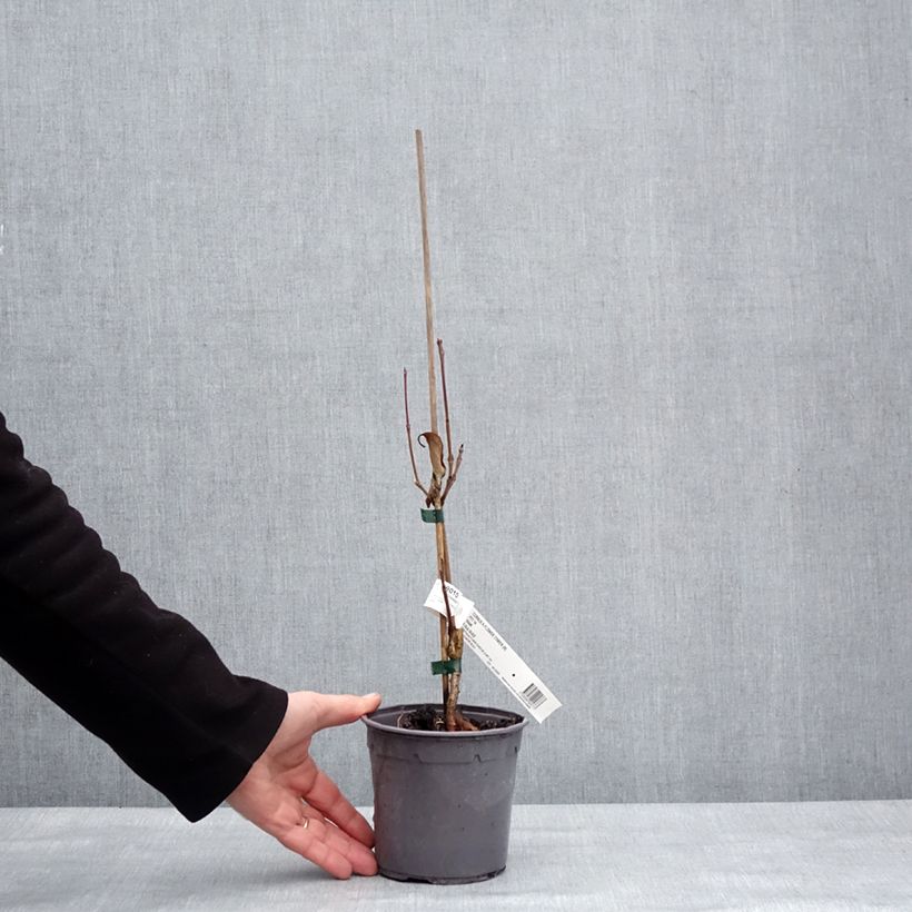 Example of Cornus kousa Flower Tower - Cornouiller du Japon Pot de 1L/1,5L as you get in hiver