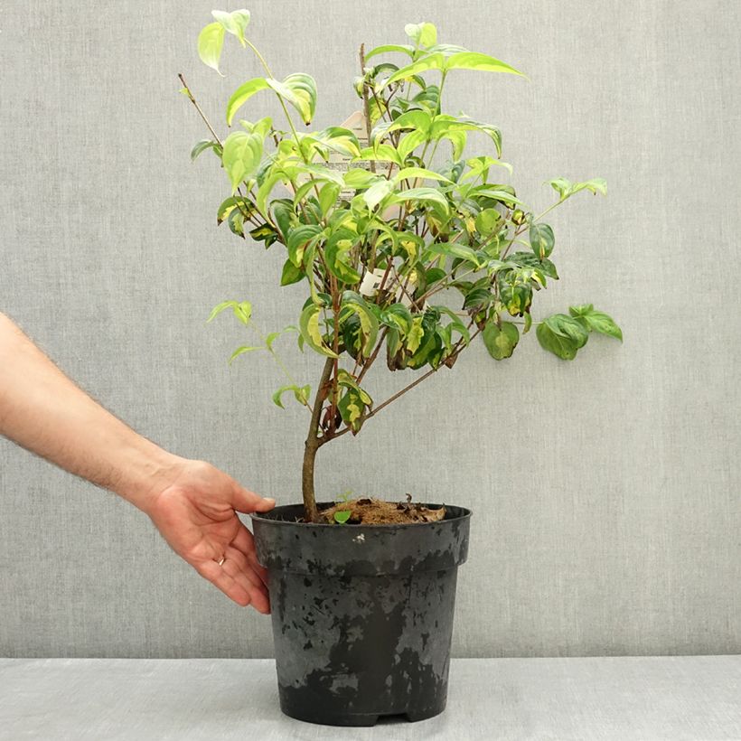Example of Cornus kousa Gold Star - Cornouiller du Japon Pot de 4L/5L as you get in ete