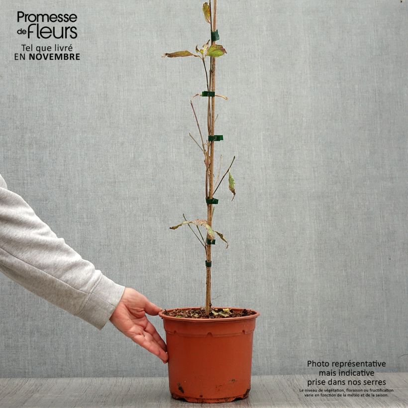 Example of Cornus kousa Pevé Foggy - Cornouiller du Japon Pot de 4L/5L as you get in automne