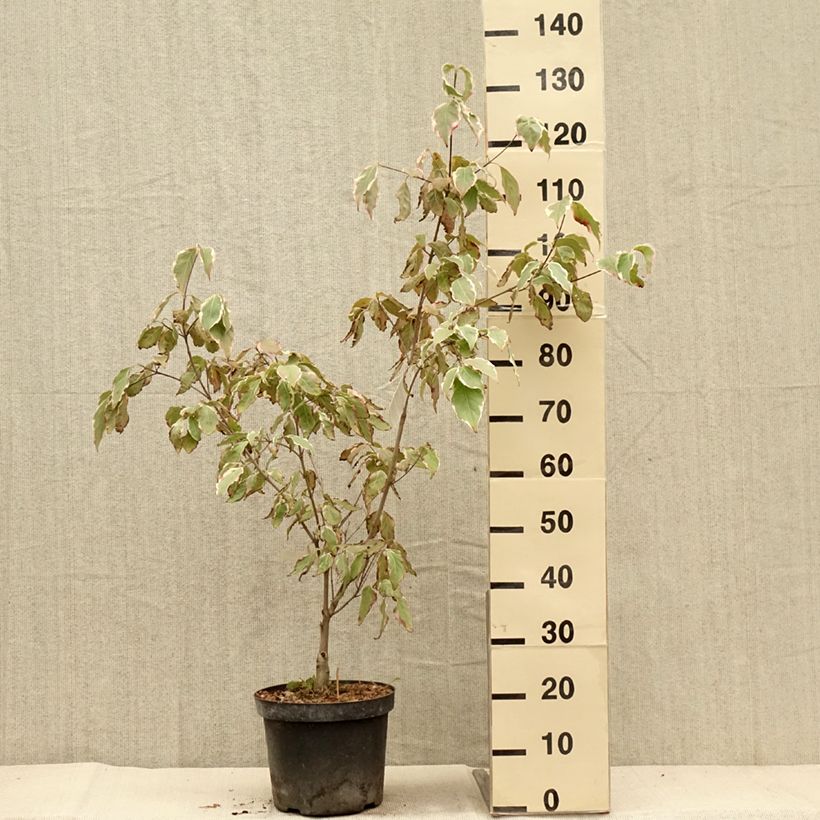 Example of Cornus kousa Samaritan - Cornouiller du Japon panaché Pot de 4L/5L as you get in automne