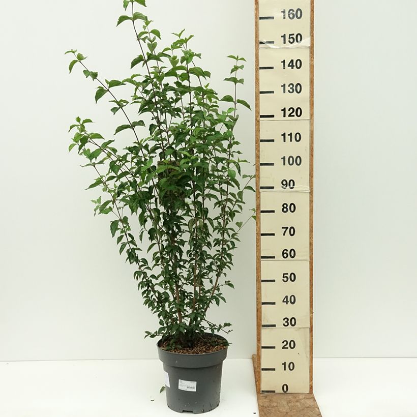 Example of Cornus mas - Cornouiller mâle Pot de 12L/15L as you get in ete