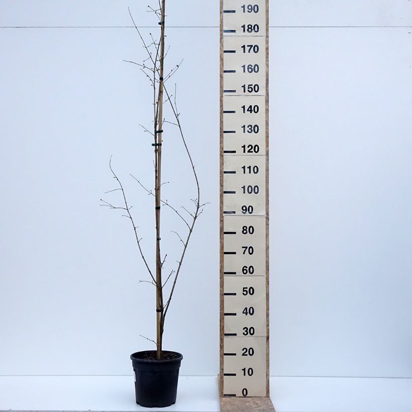 Example of Cornus mas Florianka - Cornouiller mâle Pot de 7,5L/10L as you get in hiver