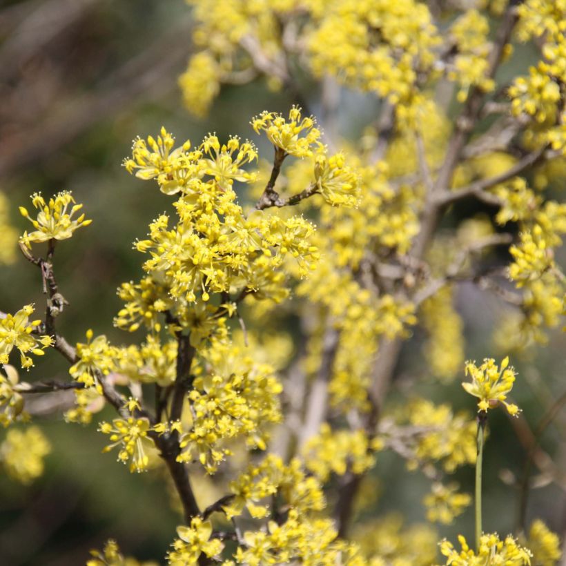 Cornus mas Jolico - Cornouiller mâle (Flowering)