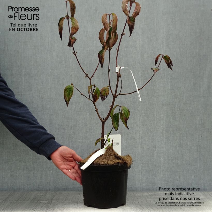 Example of Cornus mas Jolico - Cornouiller mâle Pot de 3L/4L as you get in automne