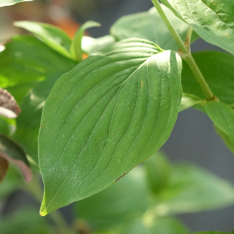 Cornus mas Nikołka - Cornouiller mâle (Foliage)