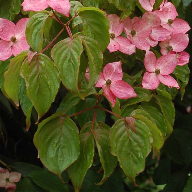 Cornus kousa Satomi - Cornouiller du Japon rose (Foliage)